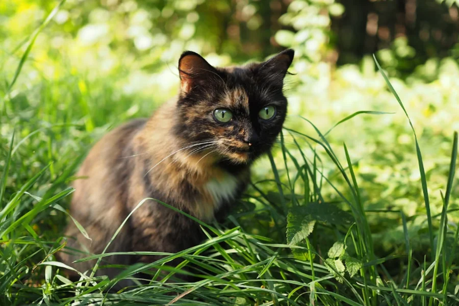 Cat-Friendly Garden